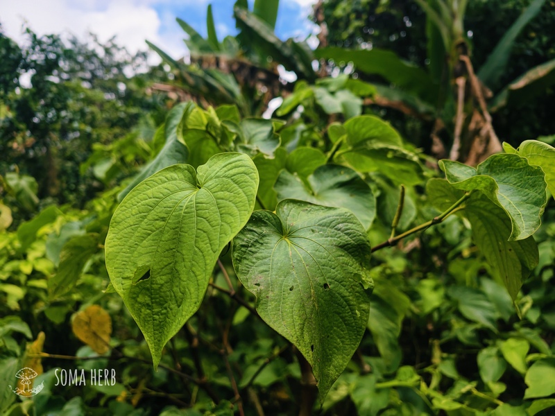 Kultivar Bir Kar - pepřovník opojný (Piper methysticum) na Vanuatu. Terénní dokumentace přímo na kava farmě, ostrov Espiritu Santo, Foto © Patrik Segeš, SOMA HERB