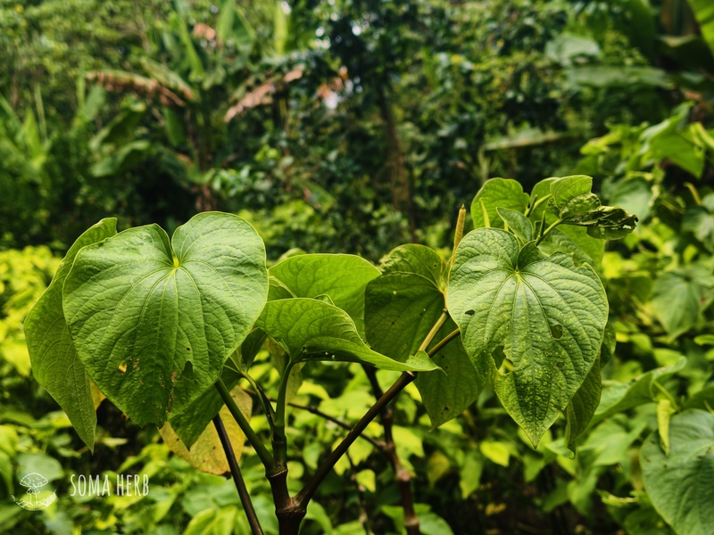 Živá rostlina kavy - kultivar Bir Kar na farmě na Espiritu Santo, Vanuatu. Přímý zdroj prémiové kavy SOMA HERB. Osobní dokumentace, foto a výzkum © Patrik Segeš