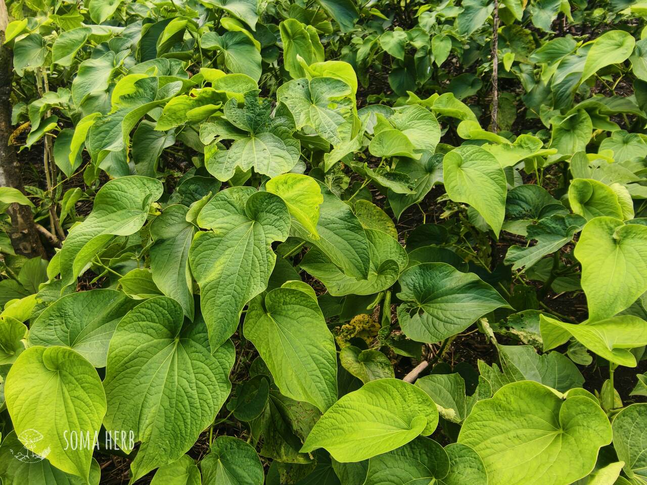 Kava farma, pěstování kavy na Vanuatu, pepřovník opojný, terénní výzkum