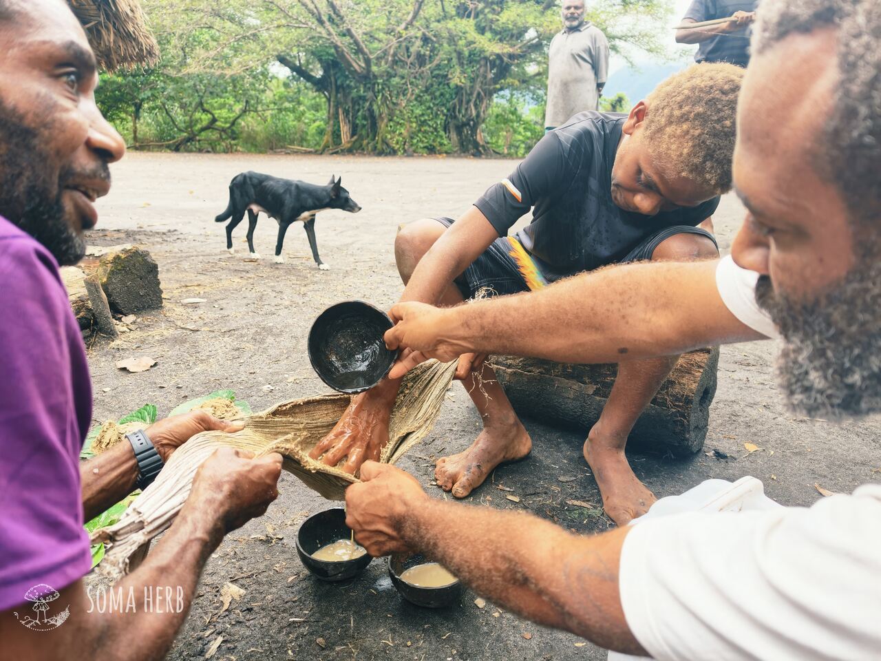 Tradiční příprava kava kava — ždímání a filtrace při ceremonii, ostrov Tanna, Vanuatu 2026