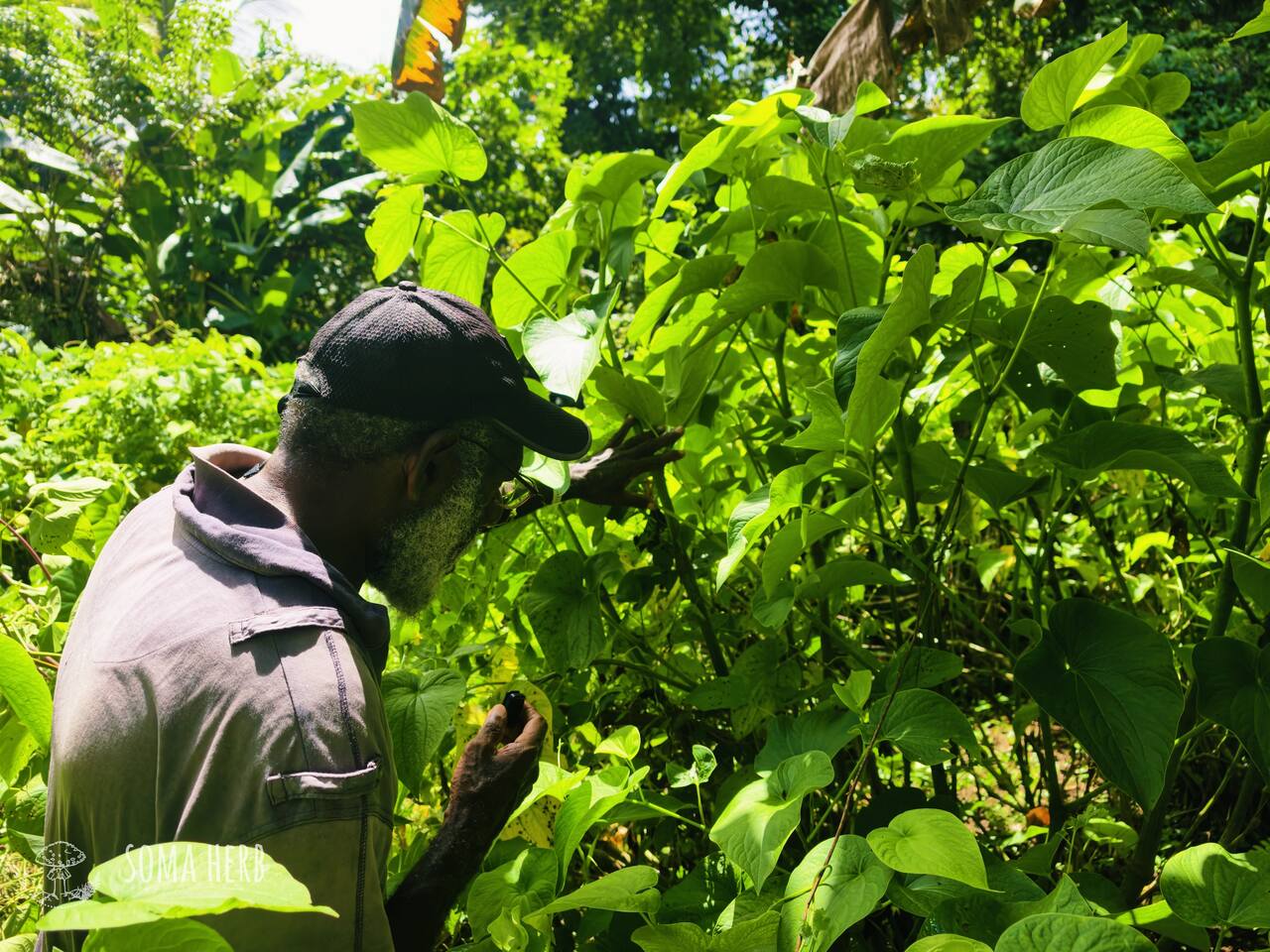 Náčelník z Vanuatu mi ukazuje kultivar Palarasul na kava farmě
