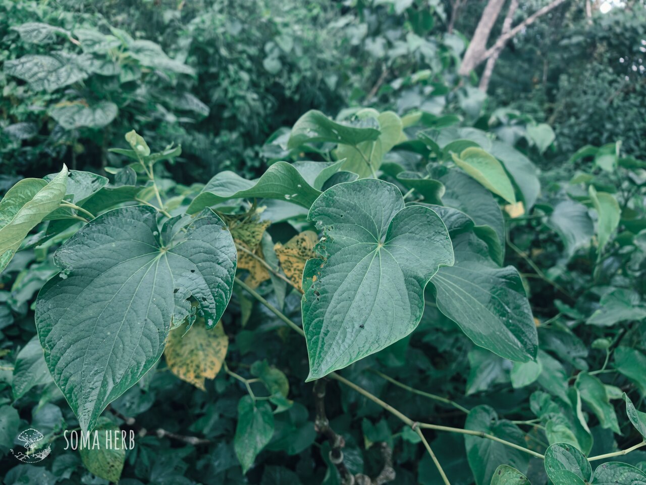 Výzkum kultivarů kavy na farmě na Vanuatu. Melo Melo, Bir Kar, Silesse, Borogu, Borongoru, Kelai, Puariki. Chemotypy, věda i duch rostliny - foto © Patrik Segeš, www.soma-herb.czX