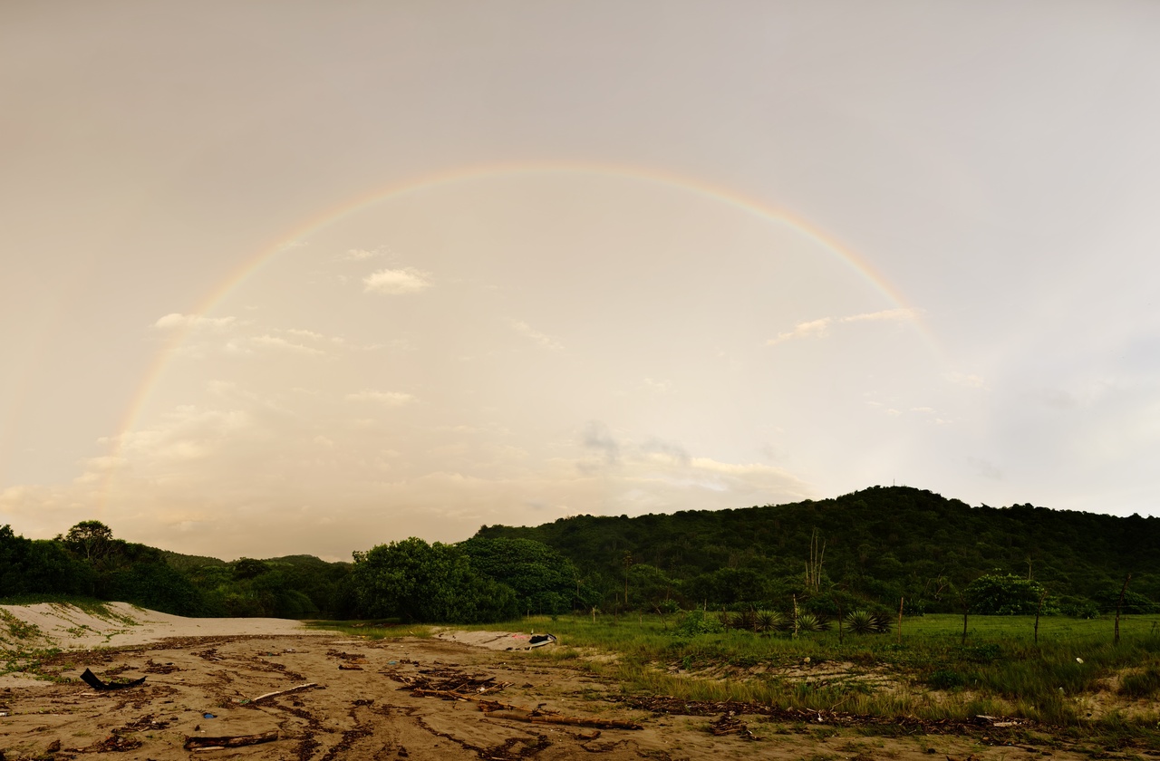 kava kava, piper methysticum, prášek z kořene koupit