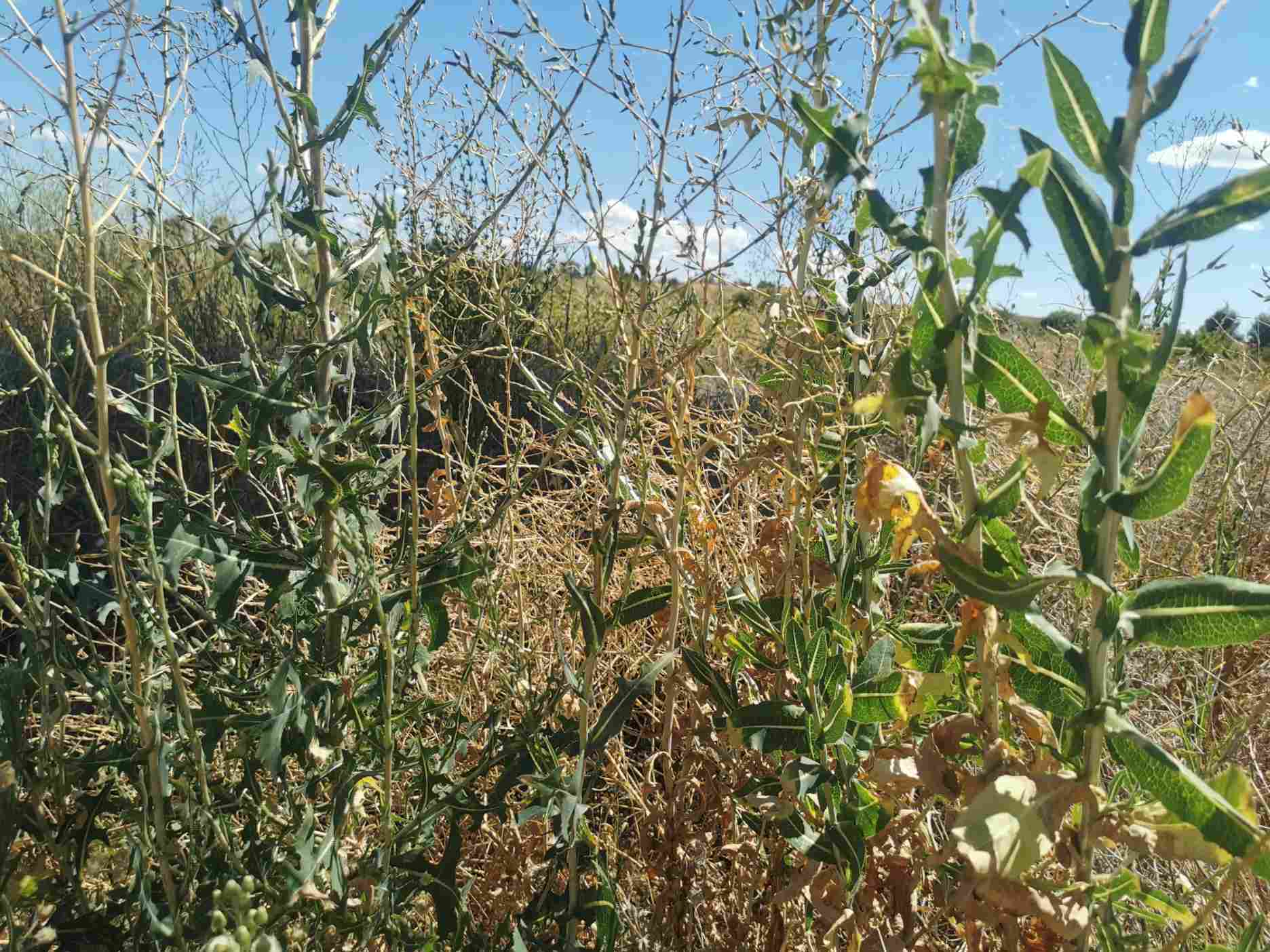 Locika jedovata, lactuca virosa