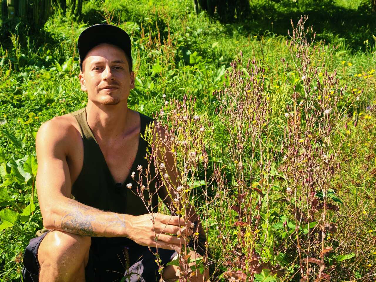 Patrik Segeš drží lociku jedovatou (Lactuca virosa) v komunitní zahradě na Novém Zélandu