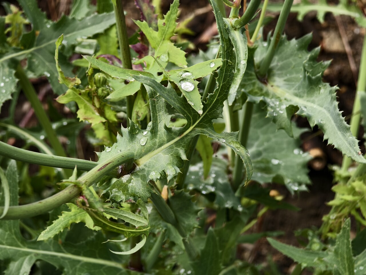 Mléč zelinný (Sonchus oleraceus) s kapkami rosy – jedlý příbuzný lociky, se kterým se často zaměňuje