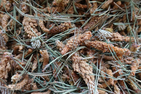 květy borovic, borovicový pyl, pine pollen