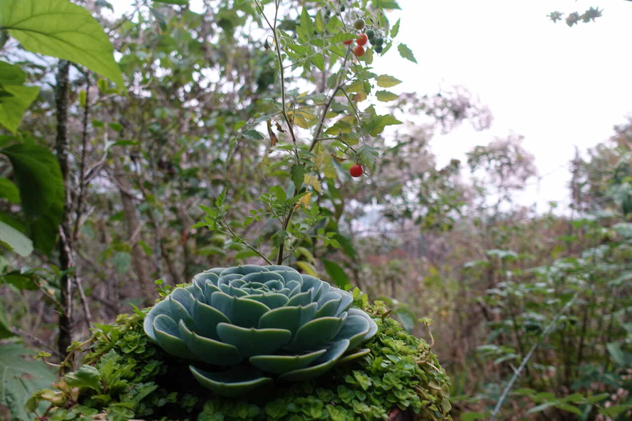 Atitlán, Guatemala, www.soma-herb.cz, ceremoniální kakao