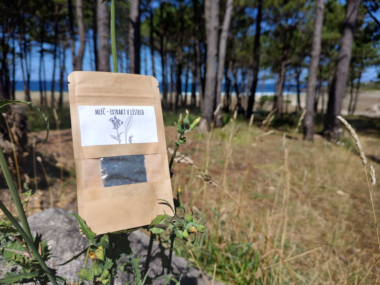 mléč zelinný ve Španělsku, sonchus oleraceus, www.soma-herb.cz