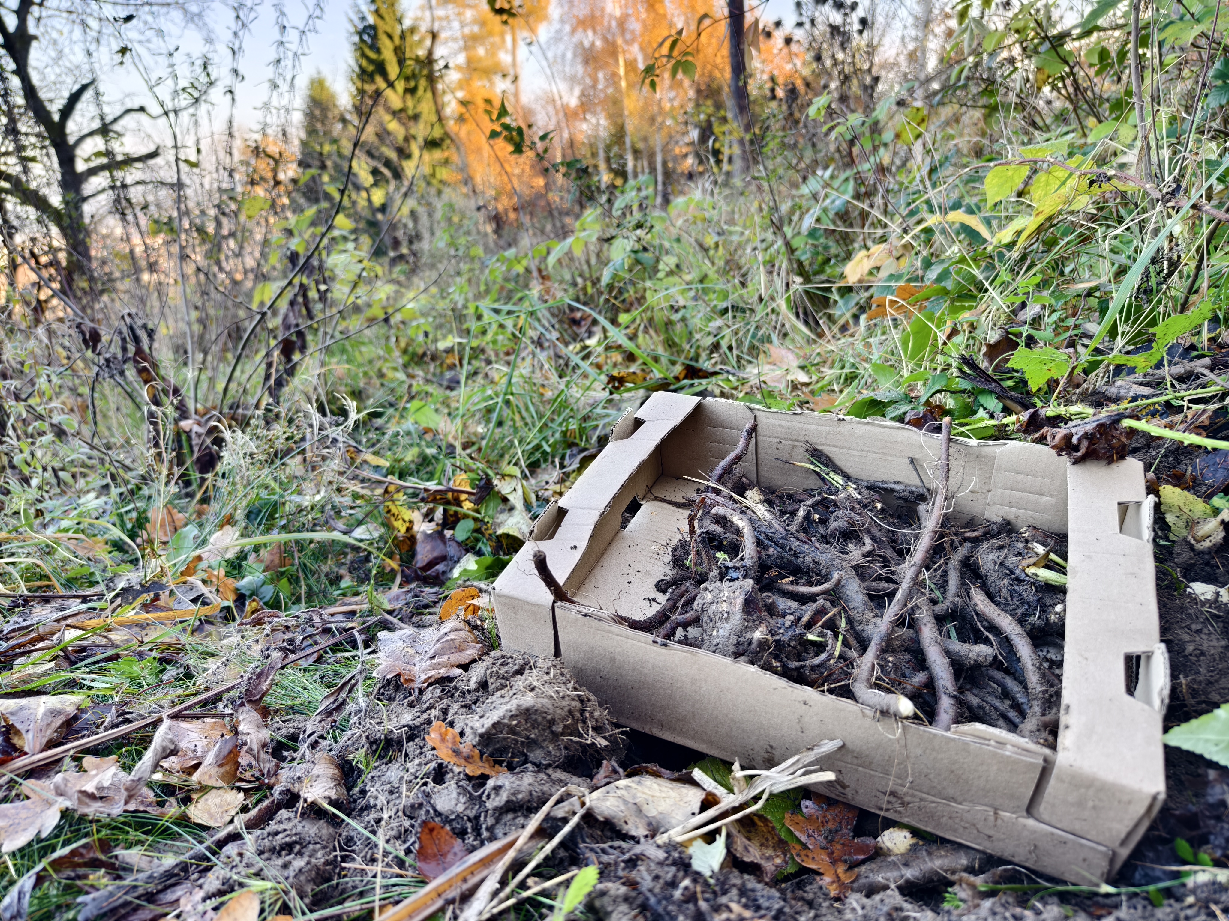 mast z kostivalu s muchomůrkou na klouby a svaly, bolest, regenerace, sport, úrazy, otoky, záněty, od fyzioterapeuta