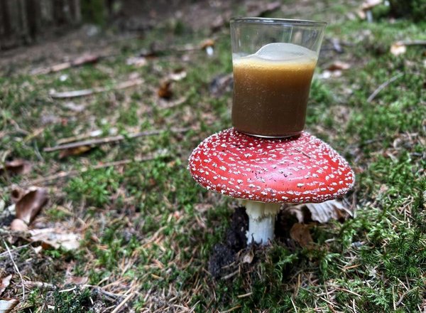 Muchomůrka červená (Amanita muscaria) v podzimním lese s mastí, Česká republika, SOMA HERB