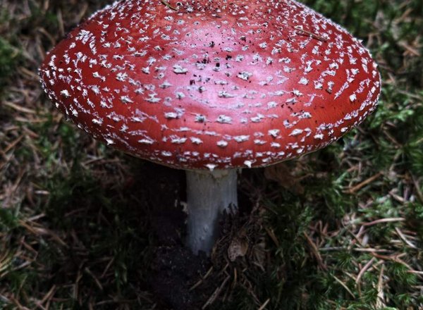 Muchomůrka červená (Amanita muscaria) rostoucí v mechu v českém lese, surovina pro domácí mast, SOMA HERB