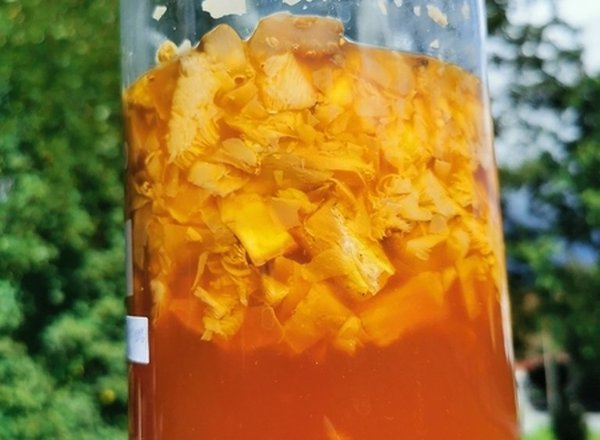 Tinktura z muchomůrky červené: sušené plodnice macerované ve sklenici, základ pro mast podle návodu SOMA HERB