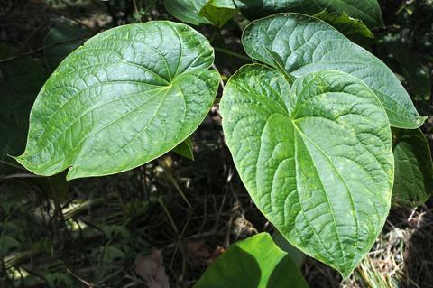 Kava Kava Tonga Tanaki - mletý kořen