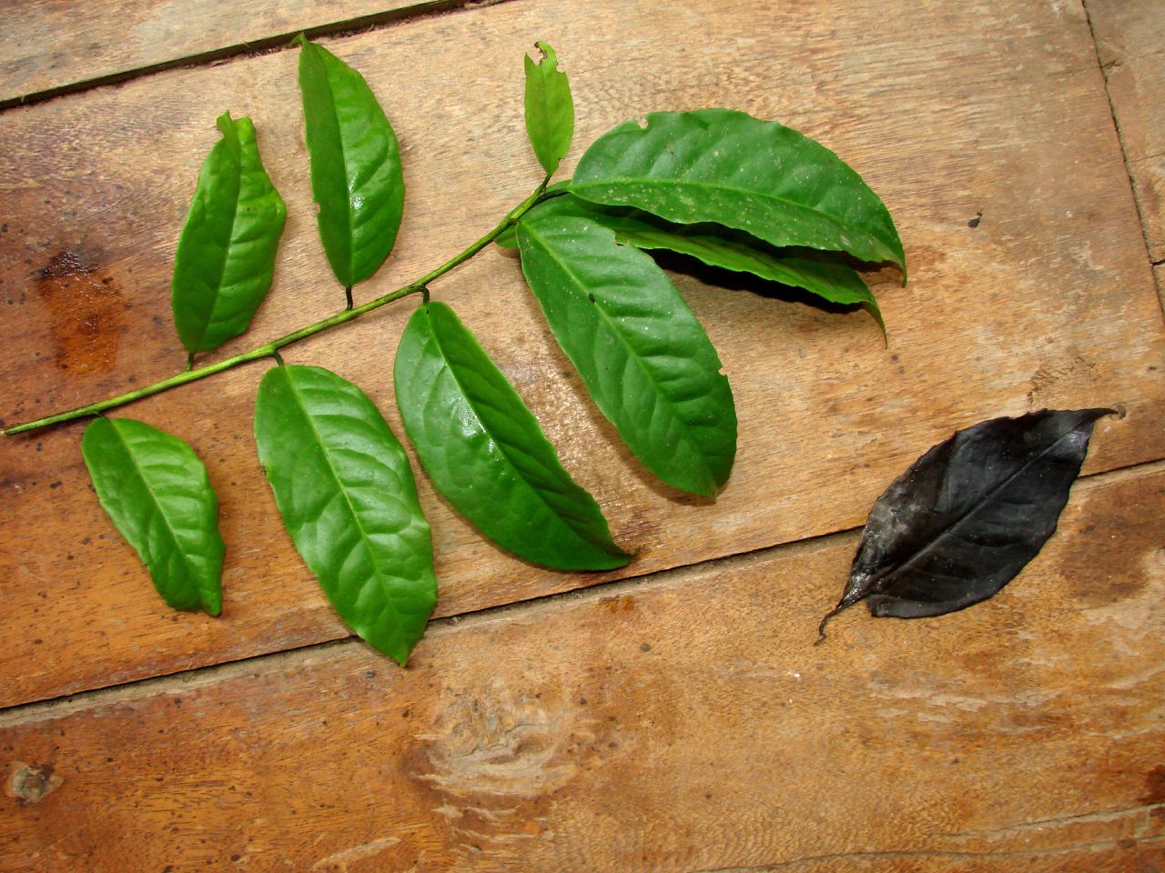 Wayusa - instantní jemně mletá 