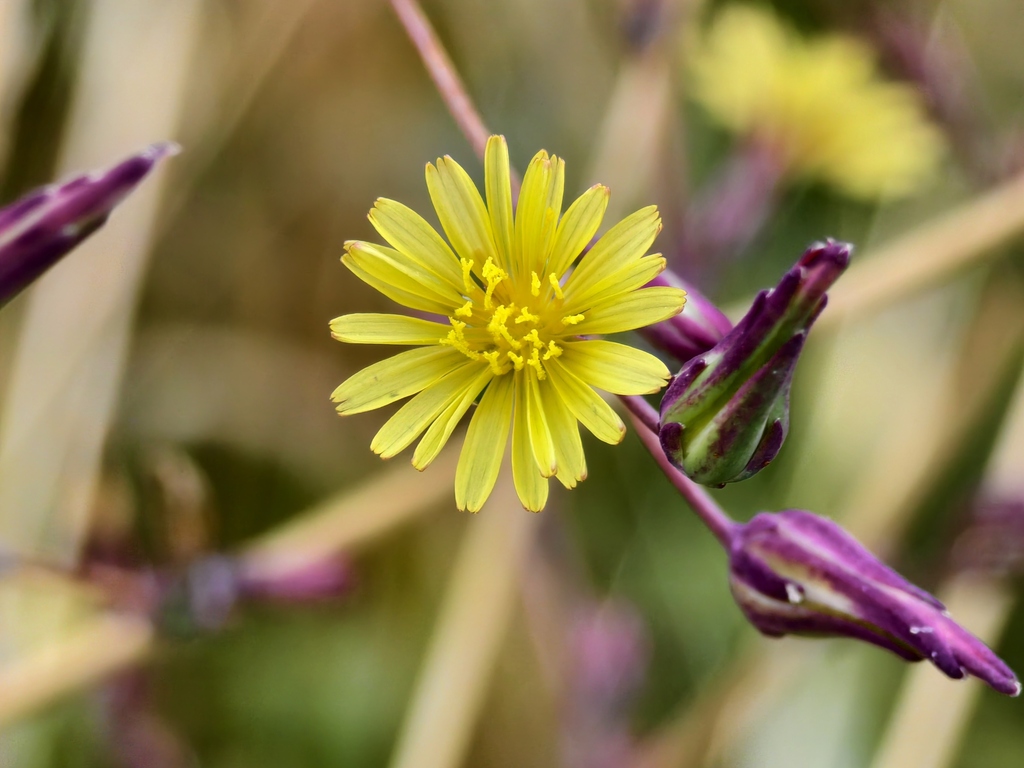 Locika (lactuca virosa) pryskyřice 100:1 - 10 g