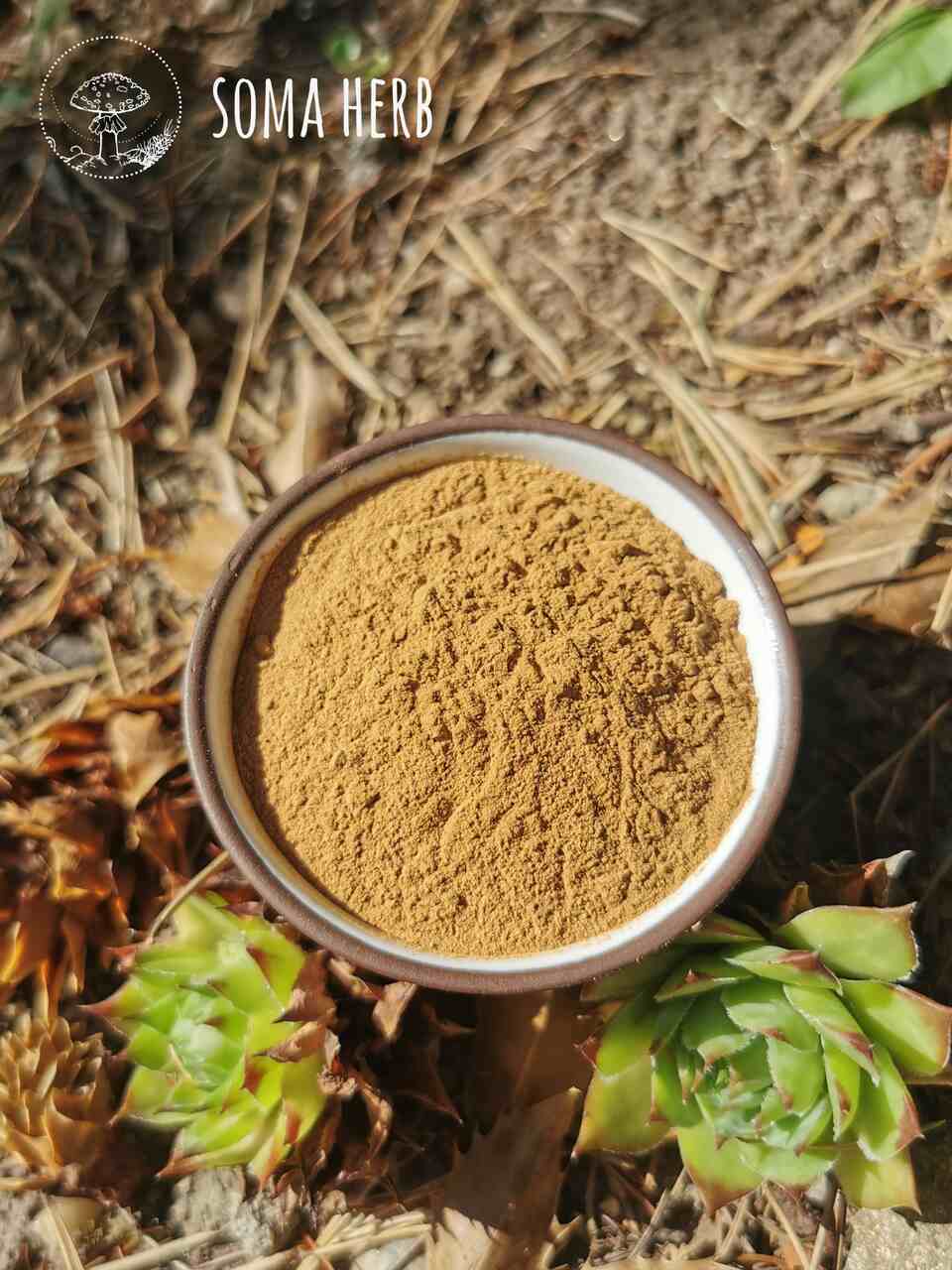 Ajuga Turkestanica extrakt (10% turkesteronu) 25 g