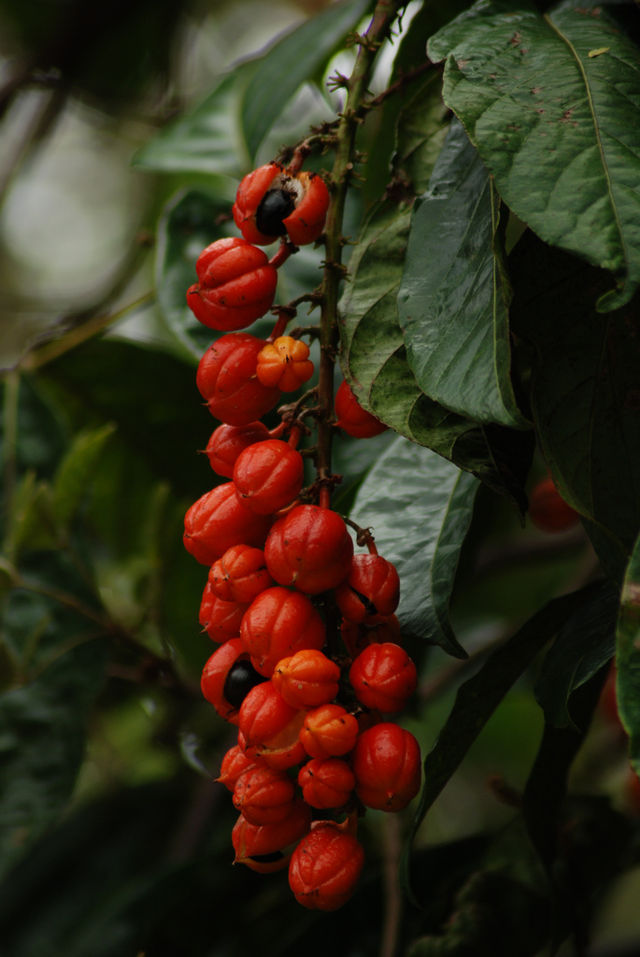 Guarana (Paullinia cupana) prášek - 100 g