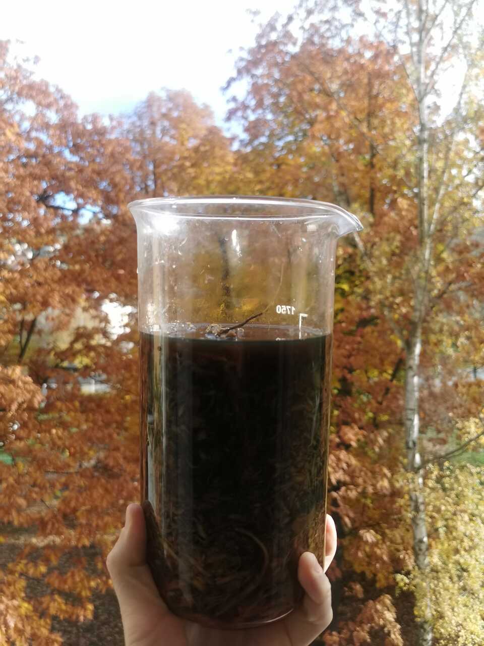 Křídlatka japonská – sběratelský botanický macerát (ultra koncentrovaný, 1:1), 50 ml