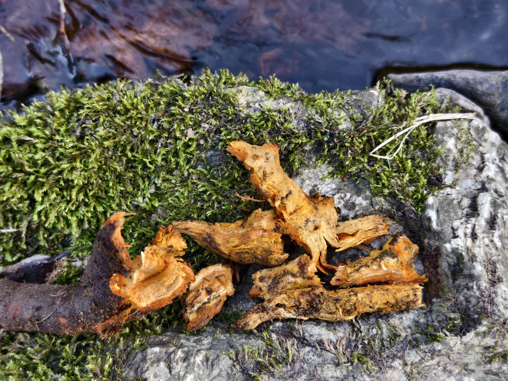 Křídlatka japonská kořen 50 g