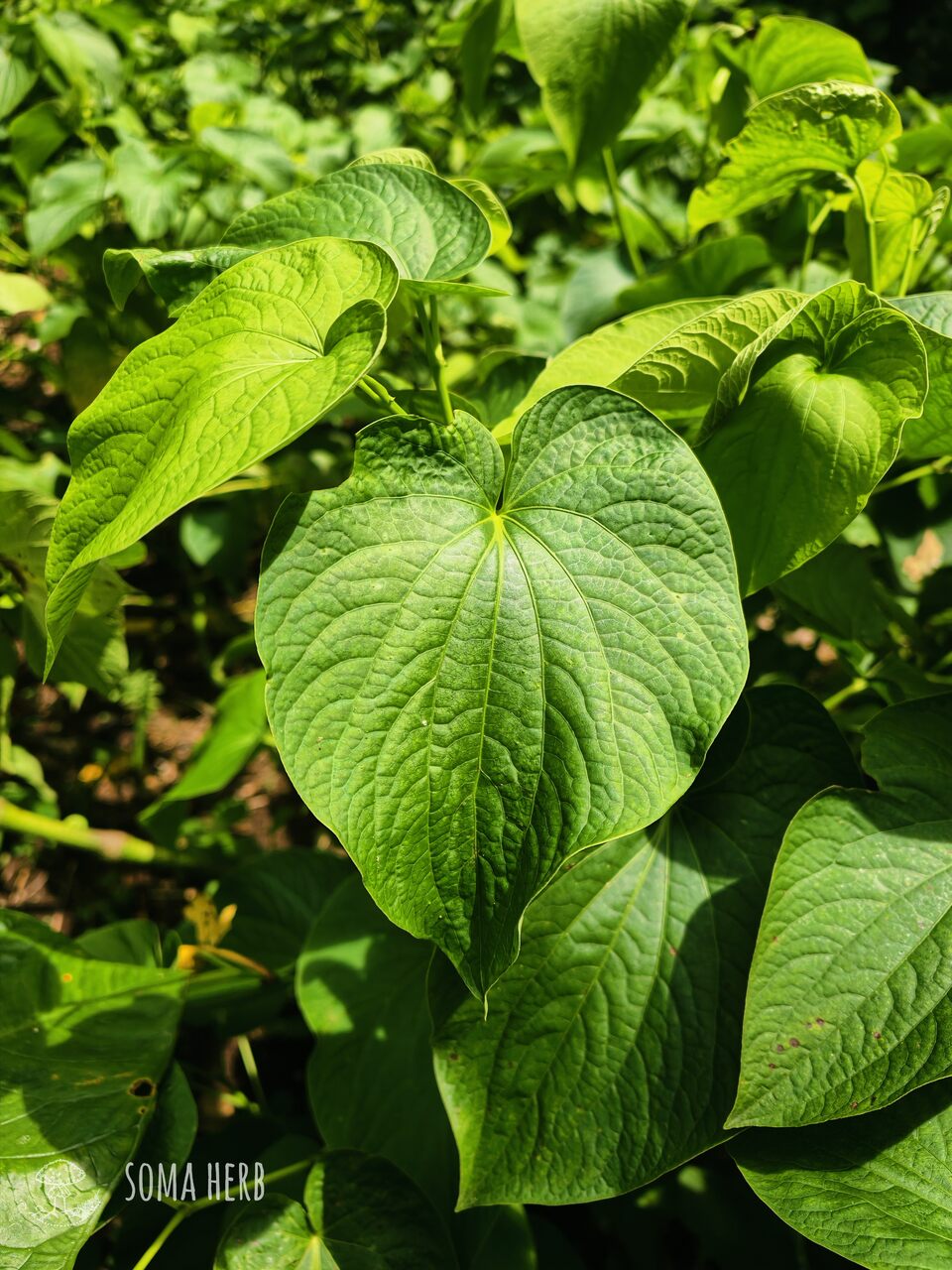 Green Flow – Instant Kava (Vanuatu) 250 g