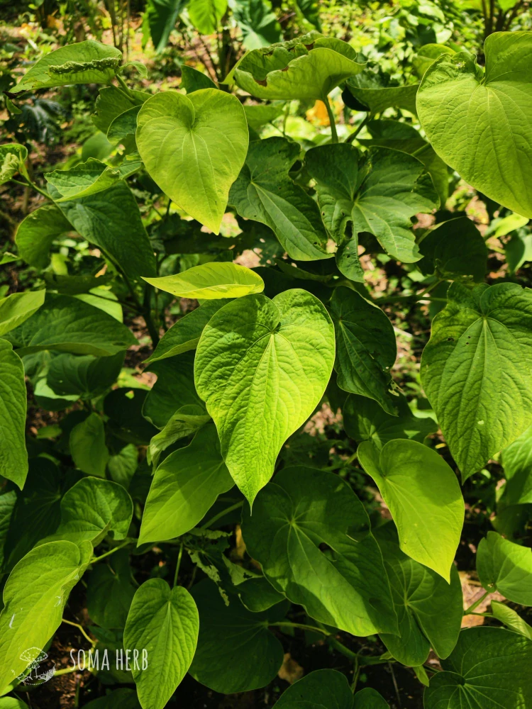 Instantní Kava Palarasul (Vanuatu) 10 g