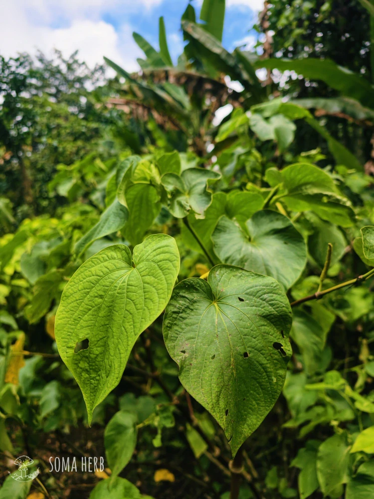 Instantní Kava Bir Kar (Vanuatu) 250 g