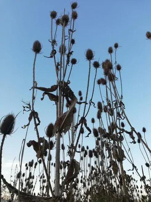 Štětka soukenická (Dipsacus sativus) – tinktura 1 : 1