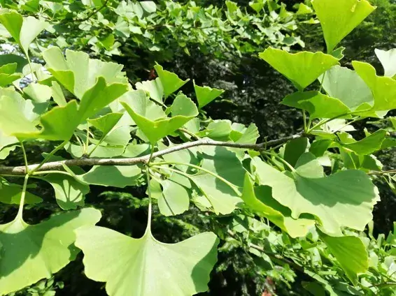 Ginkgo biloba (jinan dvoulaločný) – tinktura 1 : 1