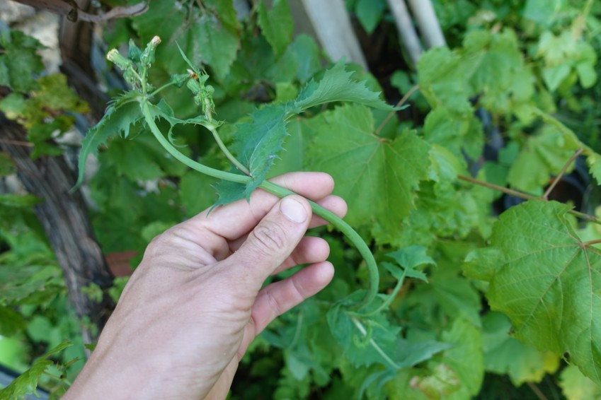 SOMA Smoke Blend – Mléč a Modrý Leknín - 5 g