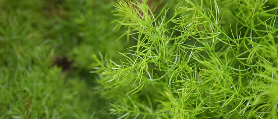 Šatavari - prášek z kořene 100 g