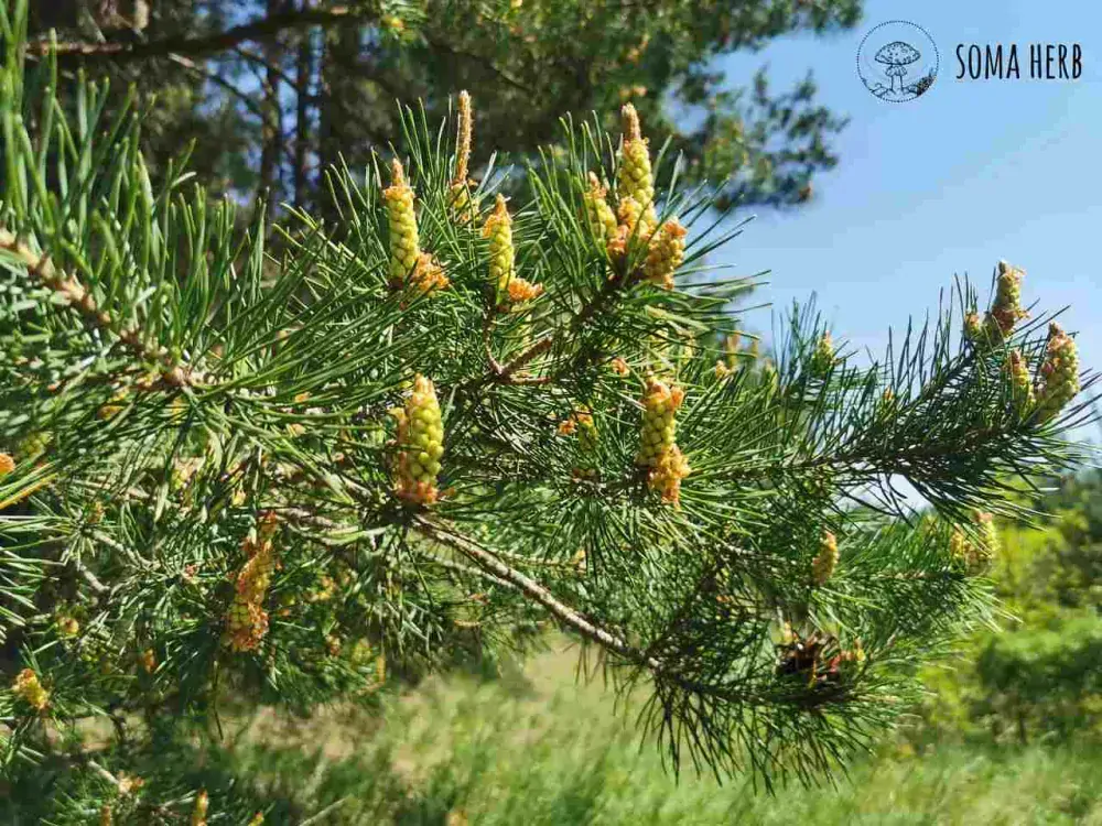 Borovicový pyl a kořen kopřivy tinktura (z 10 x extraktů)