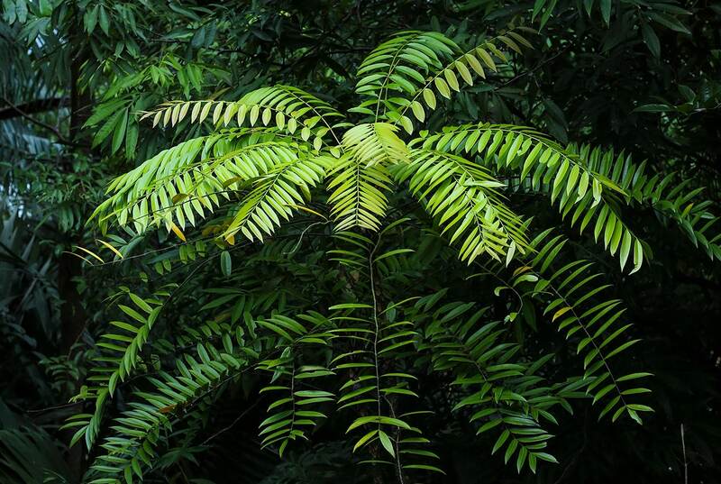  SOMA HERB Tongkat Ali extrakt - 1% eurycomanonu 25 g