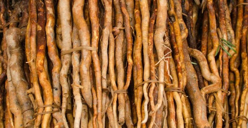 SOMA HERB Tongkat Ali extrakt - 10 % eurycomanonu 5g