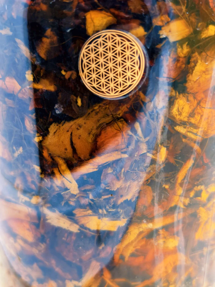 Křídlatka japonská – sběratelský botanický macerát (ultra koncentrovaný, 1:1), 50 ml