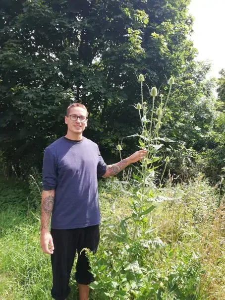 Štětka soukenická (Dipsacus sativus) – tinktura 1 : 1