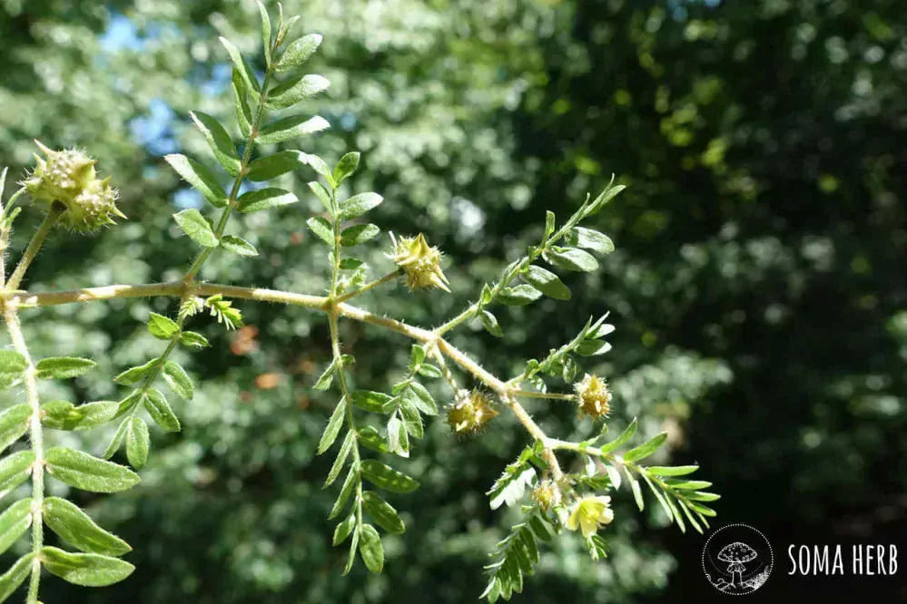Kotvičník & Maral – sběratelská tinktura 1:1 (Tribulus terrestris + Leuzea carthamoides) 50 ml