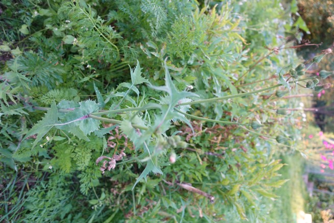 SOMA Smoke Blend – Mléč a Modrý Leknín - 5 g