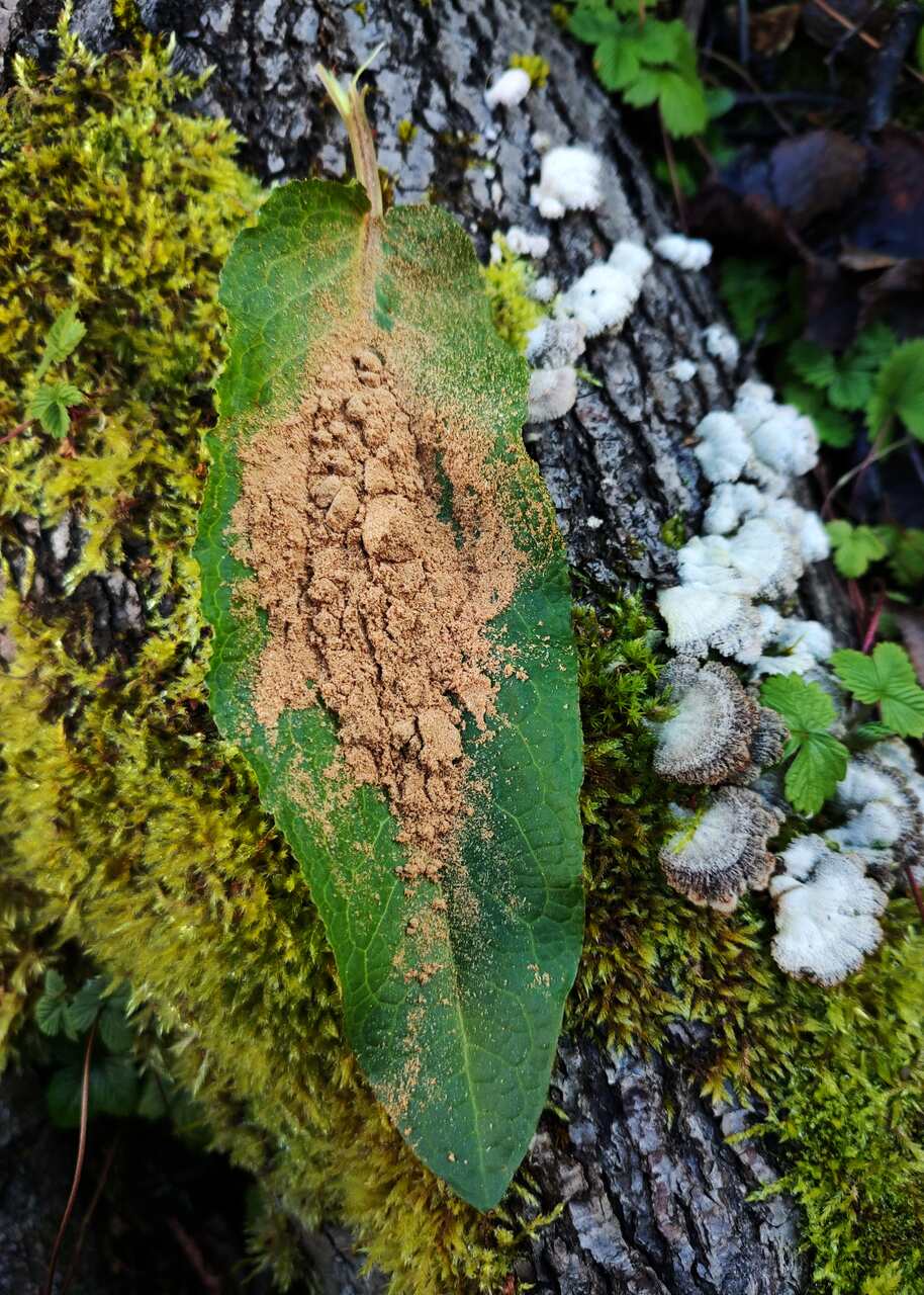 Šatavari - prášek z kořene 100 g