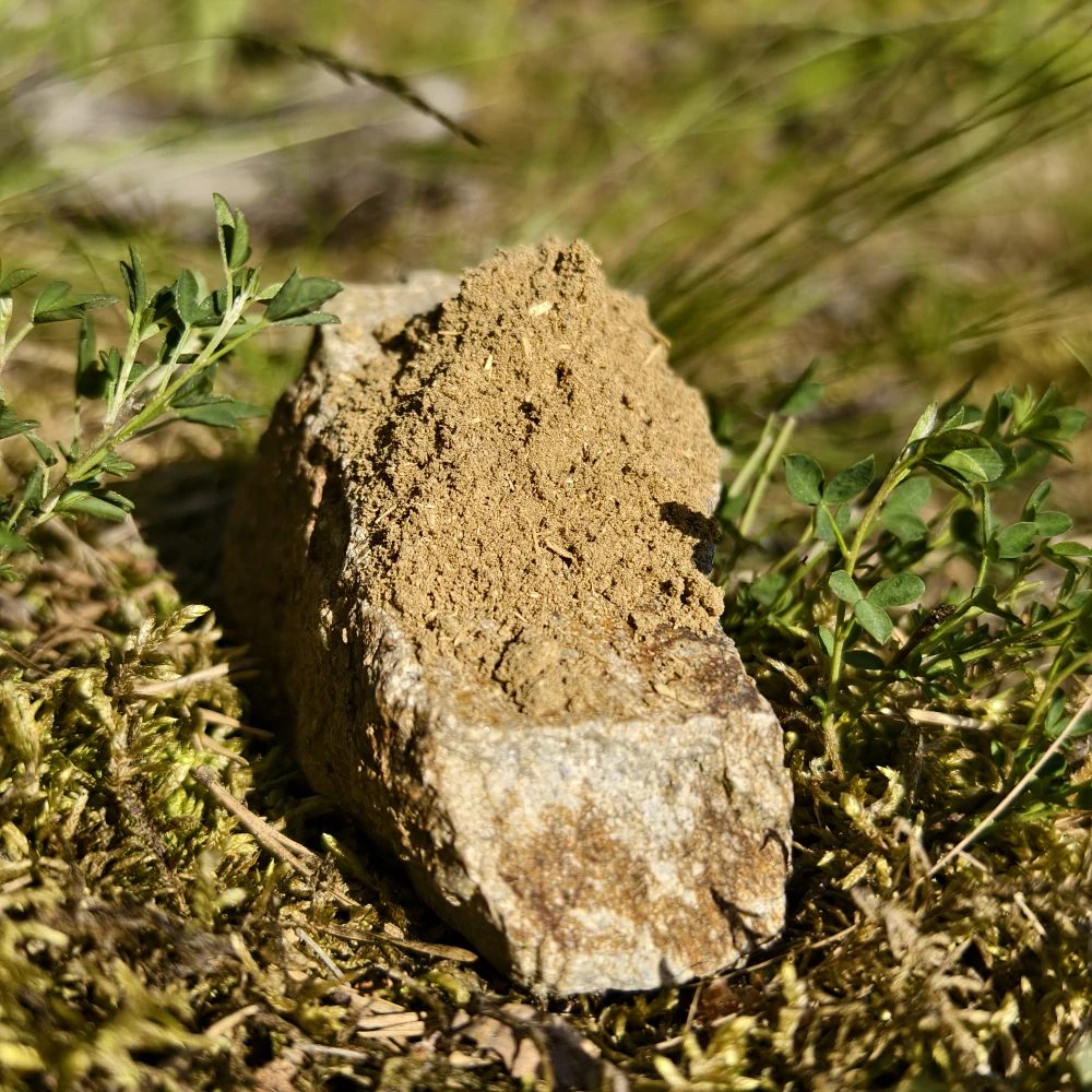 Kava Kava Solomon Chief Lateral Roots dárek