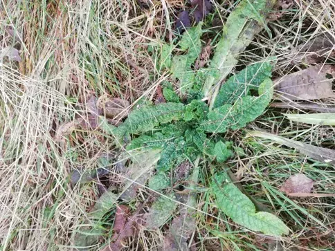 Štětka soukenická (Dipsacus sativus) – tinktura 1 : 1