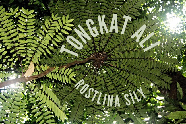 SOMA HERB Tongkat Ali extrakt, 3% eurycomanone, 250 mg, 60 kapslí