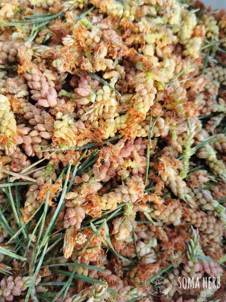 Borovicový pyl a kořen kopřivy tinktura (z 10 x extraktů)