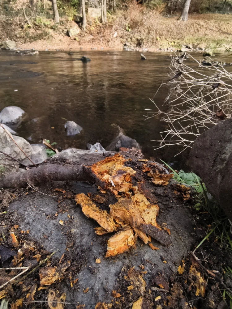 Křídlatka japonská – sběratelský botanický macerát (ultra koncentrovaný, 1:1), 50 ml