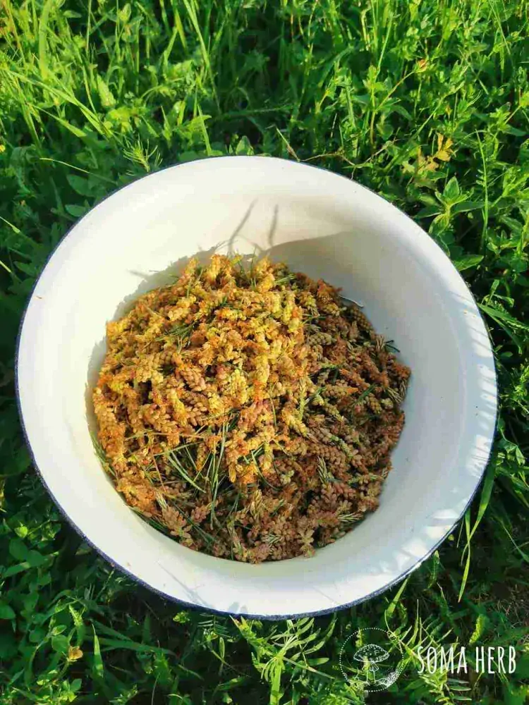 Borovicový pyl a kořen kopřivy tinktura (z 10 x extraktů)