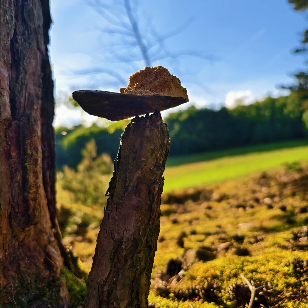 Kava Kava Solomon's Gold - mletý kořen 250 g