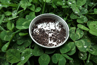 Mapacho (tabák selský) - semena