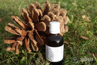 Borovicový pyl + kořen kopřivy – sběratelská tinktura, 50 ml