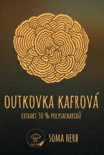 Antrodia camphorata (outkovka kafrová) – extrakt 30 % polysacharidy 50 g