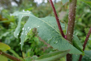 Locika jedovatá - tinktura Hypnaria (wild lettuce)
